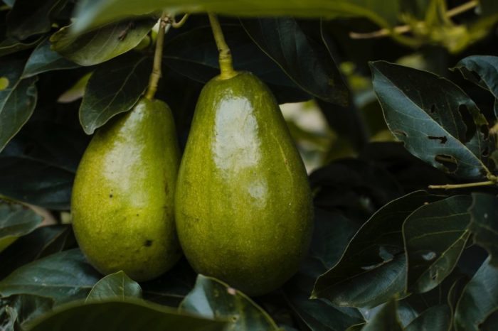 Can an Avocado a Day Help With Weight Loss?